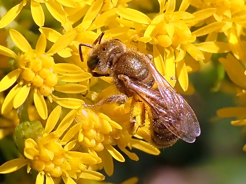 Apidae Halictinae: Halictus sp. o Lasioglossum sp., femmina